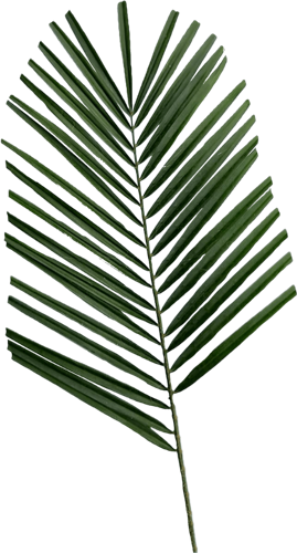 High quality Roebelenii Palm plant